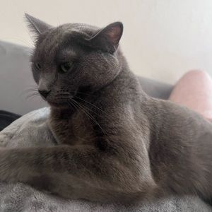 Meet your Posher, Ivy